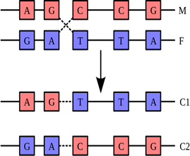 Генетична рекомбінація. Дезоксирибонуклеїнова кислота (ДНК).