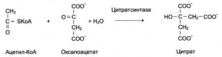 Вітамін В12. Характеристика та класифікація білків, вітамінів, ферментів.