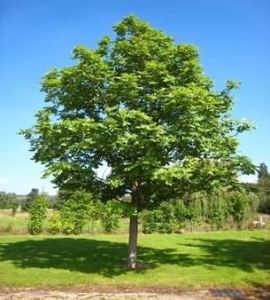 Клен гостролистий (Acer platanoidesL.).