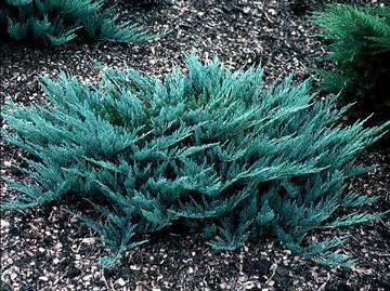 Ялівець козацький(Juniperussabina«BlueDanube»).