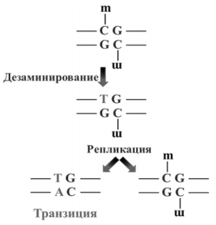 Транзиция GCAT в результате дезаминирования метилированного цитозина.