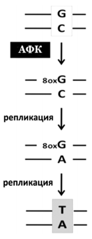 Транзиция GC АT в результате окисления гуанина в 8-оксигуанин.