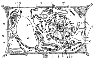 Схема субмікроскопічної будови рослинної клітини.