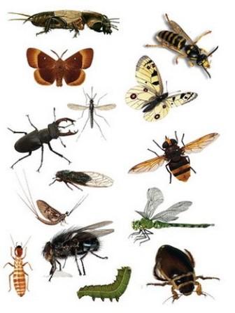 Вступ. Будова статевої системи комах, їх розмноження.