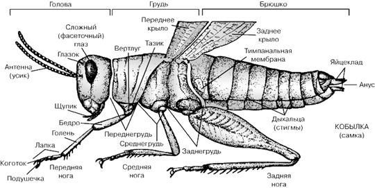 Вступ. Будова статевої системи комах, їх розмноження.