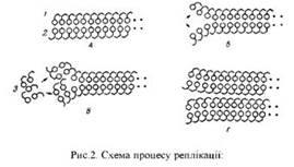 А - дволанцюгова молекула ДНК: 1 - перший ланцюг ДНК; 2 - другий ланцюг ДНК; Б - утворення реплікативної вилки; В - синтез комплементарних ланцюгів: 3 - нуклеотиди, які добудовують комплементарний ланцюг ДНК; Г - синтезовані дві однакові молекули ДНК.