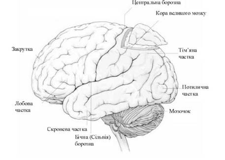 Малюнок 3. - Зовнішня будова головного мозку (за Дорлінг Кіндерслі, 2003).