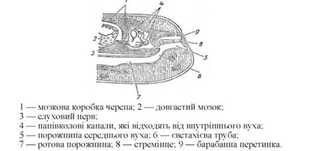 Будова органа слуху жаби (за Грегором, 1979).