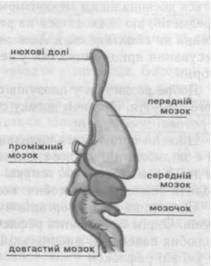 Будова головного мозку ящірки (за Помогайбо В.П., 2002).