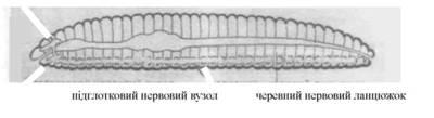 Нервова система дощового черв'яка (за Помогайбо В.П., 2002).