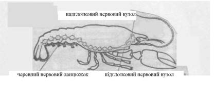 Нервова система річкового рака (за Помогайбо В.П., 2002).