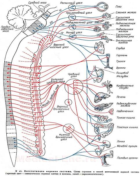 Вегетативная нервная система.
