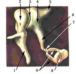 Слухові кісточки: 1 - держальце молоточка; 2 - головка молоточка; 3 - молоточково-ковадловий суглоб; 4 - тіло ковадла; 5 - коротка ніжка ковадла; 6 - довга ніжка ковадла; 7 - ковадло-стременний суглоб; 8 - основа стремінця; 9 - ніжки стремінця Молоточок: у ньому розрізняють голівку, шийку і держальце. Голівка молоточка суглобом з'єднана з тілом ковадла. Держальце молоточка вплетене у фіброзний шар барабанної перетинки, а вище держальця знаходиться короткий відросток молоточка; вони утворюють на барабанній перетинці відповідні пізнавальні пункти.