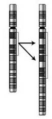 Хромосомна дуплікація (ампліфікація).