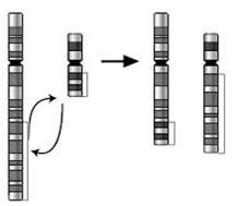 Хромосомна дуплікація (ампліфікація).