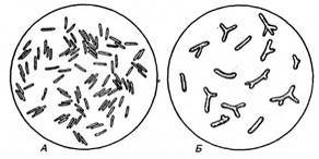 Бульбочкові бактерії з роду Rhizobium.