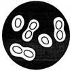 Азотобактер (Azotobacterchroococcum).