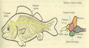 Кровоносна система риби.