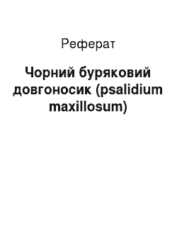 Реферат: Чорний буряковий довгоносик (psalidium maxillosum)