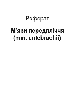 Реферат: М'язи передпліччя (mm. antebrachii)