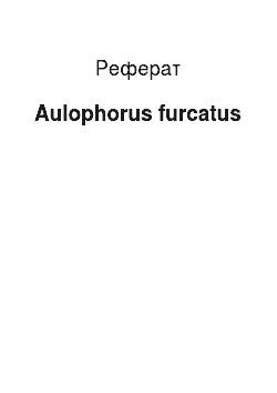 Реферат: Aulophorus furcatus