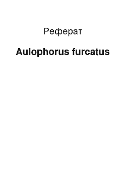 Реферат: Aulophorus furcatus