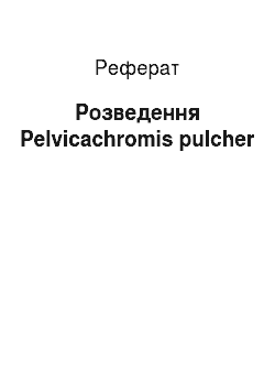 Реферат: Разведение Pelvicachromis pulcher