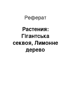 Реферат: Растения: Гігантська секвоя, Лимонне дерево