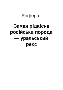 Реферат: Самая рідкісна російська порода — уральський рекс